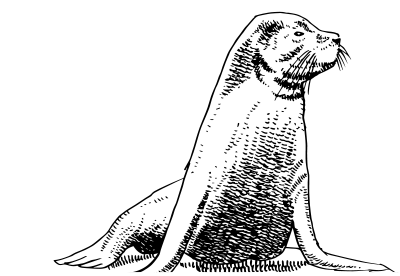 Seehund